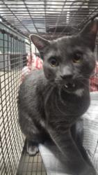 Shelter Stray Male Cat last seen , West Valley Animal Shelter, 20655 Plummer St, Chatsworth, CA 91311, USA