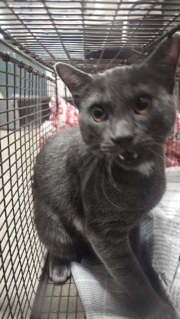 Shelter Stray Male Cat last seen , West Valley Animal Shelter, 20655 Plummer St, Chatsworth, CA 91311, USA