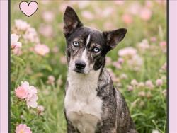Shelter Stray Female Dog last seen , 957 N Gaffey St, San Pedro, CA 90731, USA