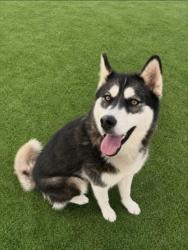 Shelter Stray Female Dog last seen , 957 N Gaffey St, San Pedro, CA 90731, USA