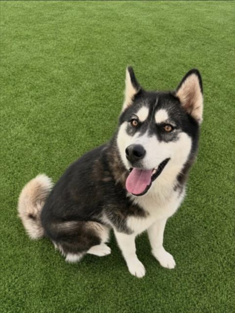 Shelter Stray Female Dog last seen , 957 N Gaffey St, San Pedro, CA 90731, USA
