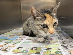 Shelter Stray Female Cat last seen , 957 N Gaffey St, San Pedro, CA 90731, USA