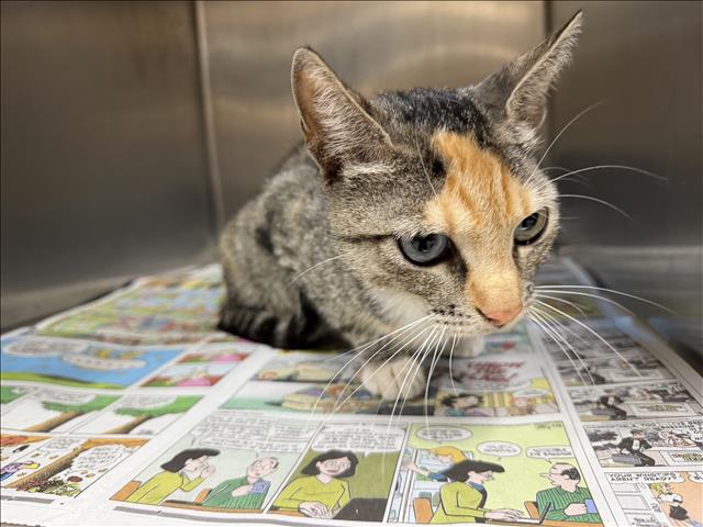 Shelter Stray Female Cat last seen , 957 N Gaffey St, San Pedro, CA 90731, USA
