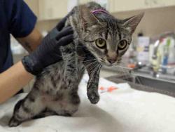Shelter Stray Female Cat last seen RAINBOW VALLEY BLVD- CLOSE TO 2ND ST, 2481 Palomar Airport Rd, Carlsbad, CA 92011, USA