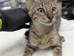 Shelter Stray Male Cat last seen RAINBOW VALLEY BLVD- CLOSE TO 2ND ST, 2481 Palomar Airport Rd, Carlsbad, CA 92011, USA