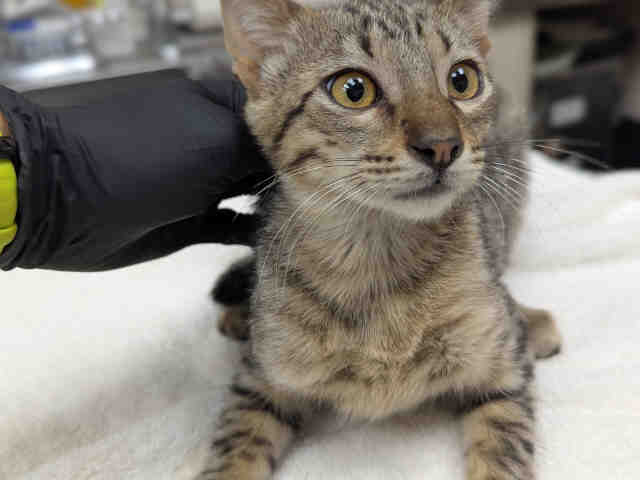 Shelter Stray Male Cat last seen RAINBOW VALLEY BLVD- CLOSE TO 2ND ST, 2481 Palomar Airport Rd, Carlsbad, CA 92011, USA