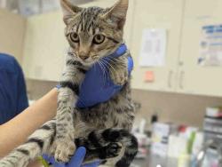 Shelter Stray Male Cat last seen RAINBOW VALLEY BLVD- CLOSE TO 2ND ST, 2481 Palomar Airport Rd, Carlsbad, CA 92011, USA