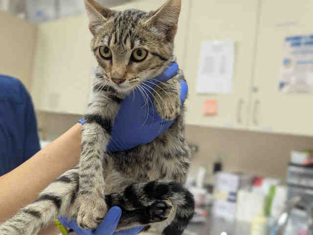 Shelter Stray Male Cat last seen RAINBOW VALLEY BLVD- CLOSE TO 2ND ST, 2481 Palomar Airport Rd, Carlsbad, CA 92011, USA