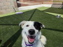 Shelter Stray Male Dog last seen COUSER CANYON RD & HIGHWAY 76, 2481 Palomar Airport Rd, Carlsbad, CA 92011, USA