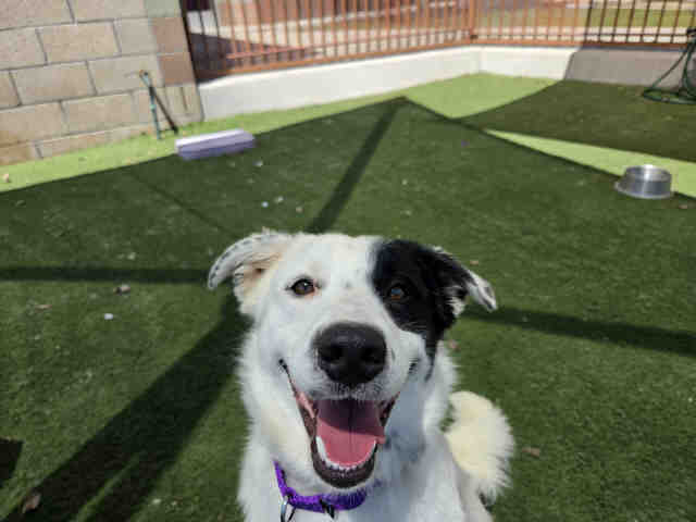 Shelter Stray Male Dog last seen COUSER CANYON RD & HIGHWAY 76, 2481 Palomar Airport Rd, Carlsbad, CA 92011, USA