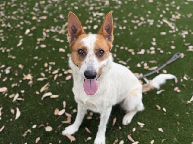 Shelter Stray Female Dog last seen , 3201 Lacy St, Los Angeles, CA 90031, USA