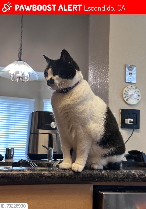 Lost Female Cat last seen S hale Ave and Cathedral glen, Escondido, CA 92029