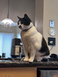 Lost Female Cat last seen S hale Ave and Cathedral glen, Escondido, CA 92029