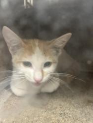 Shelter Stray Male Cat last seen , 3201 Lacy St, Los Angeles, CA 90031, USA