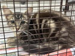 Shelter Stray Female Cat last seen , 3201 Lacy St, Los Angeles, CA 90031, USA