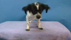 Shelter Stray Female Dog last seen , 216 W Victoria St, Gardena, CA 90248, USA