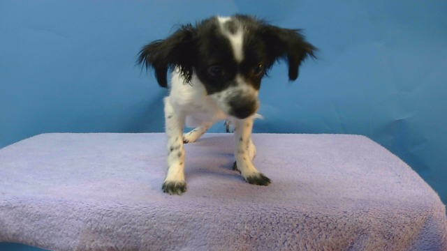 Shelter Stray Female Dog last seen , 216 W Victoria St, Gardena, CA 90248, USA