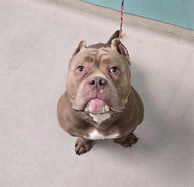 Shelter Stray Male Dog last seen Near BLOCK AITKEN ST, RENO NV 89502, 2825 Longley Ln Suite A, Reno, NV 89502, USA
