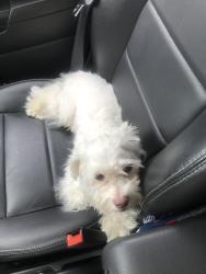 Lost Male Dog last seen Santa Fe Irving, Irving, TX 75063