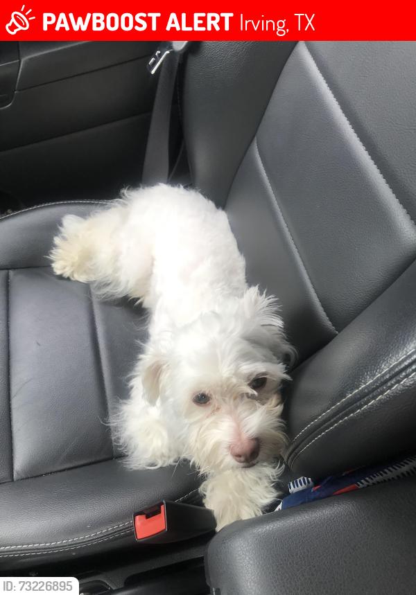 Lost Male Dog last seen Santa Fe Irving, Irving, TX 75063