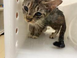 Shelter Stray Female Cat last seen Near BLOCK S 27TH ST, 3839 W Burnham St, West Milwaukee, WI 53215, USA
