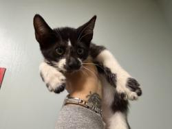 Shelter Stray Female Cat last seen Near BLOCK NW 22 AVE, 3599 NW 79th Ave, Doral, FL 33122, USA