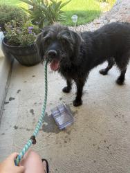 Reunited Female Dog last seen Locust Dr, Roxborough Park, CO 80125