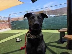 Shelter Stray Male Dog last seen , 5821 Sweetwater Rd, Bonita, CA 91902, USA
