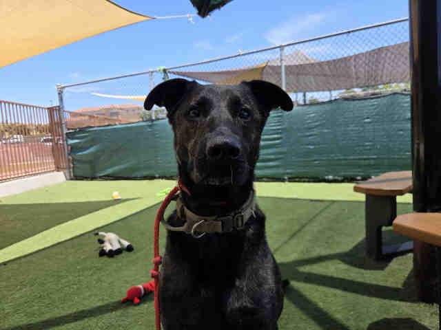 Shelter Stray Male Dog last seen , 5821 Sweetwater Rd, Bonita, CA 91902, USA