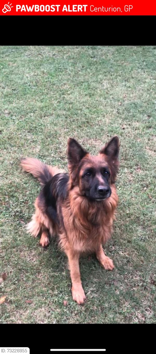 Lost Female Dog last seen Botha ave, amkor road, Centurion, GP 0157