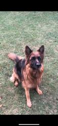 Lost Female Dog last seen Botha ave, amkor road, Centurion, GP 0157