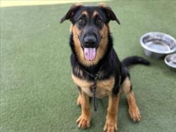 Shelter Stray Male Dog last seen , 11361 W Pico Blvd, Los Angeles, CA 90064, USA