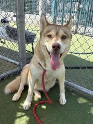 Shelter Stray Female Dog last seen , 11361 W Pico Blvd, Los Angeles, CA 90064, USA