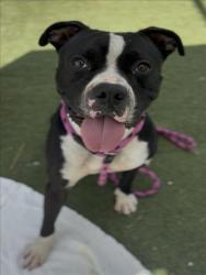 Shelter Stray Male Dog last seen , 11361 W Pico Blvd, Los Angeles, CA 90064, USA