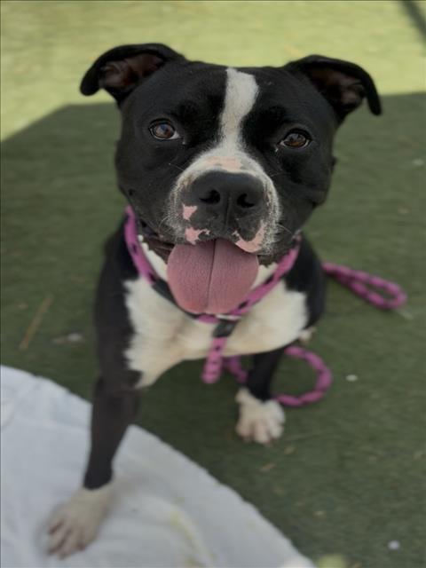 Shelter Stray Male Dog last seen , 11361 W Pico Blvd, Los Angeles, CA 90064, USA