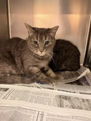 Shelter Stray Female Cat last seen Near BLOCK DR. CARREON BLVD #11A1 INDIO CA 92201, 72050 Pet Land Pl, Thousand Palms, CA 92276, USA