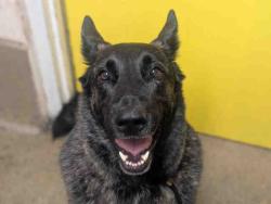 Shelter Stray Male Dog last seen , 5821 Sweetwater Rd, Bonita, CA 91902, USA