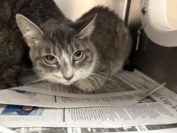 Shelter Stray Female Cat last seen Near BLOCK DR. CARREON BLVD #11A1 INDIO CA 92201, 72050 Pet Land Pl, Thousand Palms, CA 92276, USA