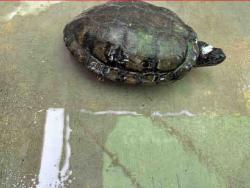 Shelter Stray Female Reptile last seen PICTURE POSTED, 5821 Sweetwater Rd, Bonita, CA 91902, USA