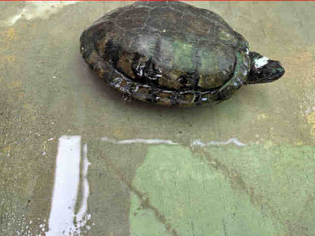 Shelter Stray Female Reptile last seen PICTURE POSTED, 5821 Sweetwater Rd, Bonita, CA 91902, USA