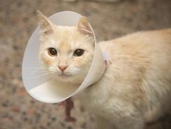 Shelter Stray Female Cat last seen W BASELINE AND ALMA SCHOOL, 5501 E Van Buren St, Phoenix, AZ 85008, USA