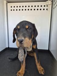 Shelter Stray Female Dog last seen Near BLOCK E TRUXTUN AVE, BAKERSFIELD CA, 201 S Mt Vernon Ave, Bakersfield, CA 93307, USA