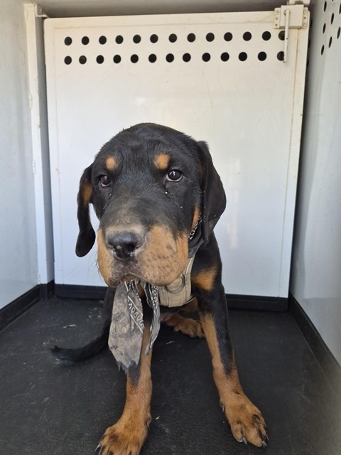Shelter Stray Female Dog last seen Near BLOCK E TRUXTUN AVE, BAKERSFIELD CA, 201 S Mt Vernon Ave, Bakersfield, CA 93307, USA