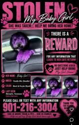 Lost Female Dog last seen Winchester, Memphis, TN 38115