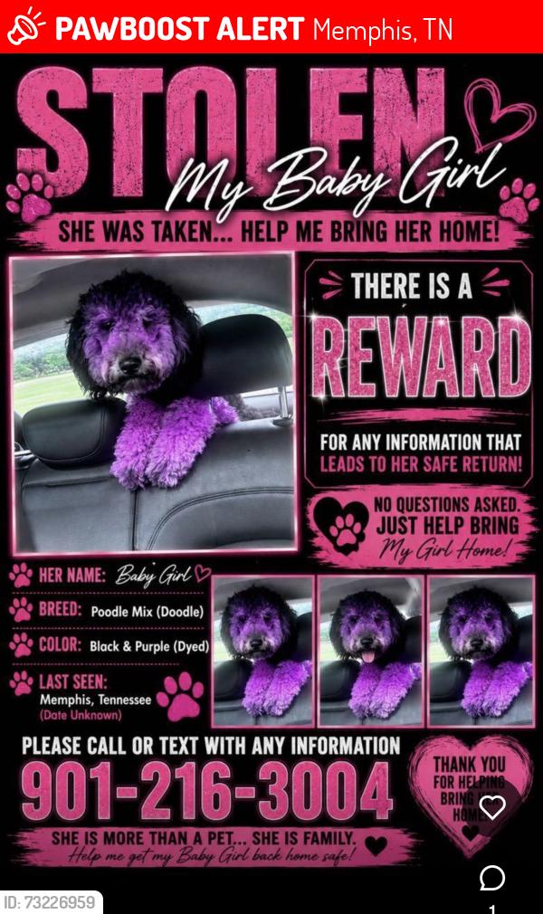 Lost Female Dog last seen Winchester, Memphis, TN 38115