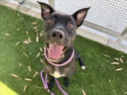 Shelter Stray Female Dog last seen , 1850 W 60th St, Los Angeles, CA 90047, USA