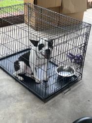 Reunited Male Dog last seen Near St Louis St, Fayetteville, NC 28314, USA, Fayetteville, NC 28314