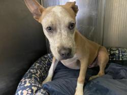 Shelter Stray Male Dog last seen , 1850 W 60th St, Los Angeles, CA 90047, USA