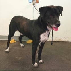 Shelter Stray Male Dog last seen , 1850 W 60th St, Los Angeles, CA 90047, USA