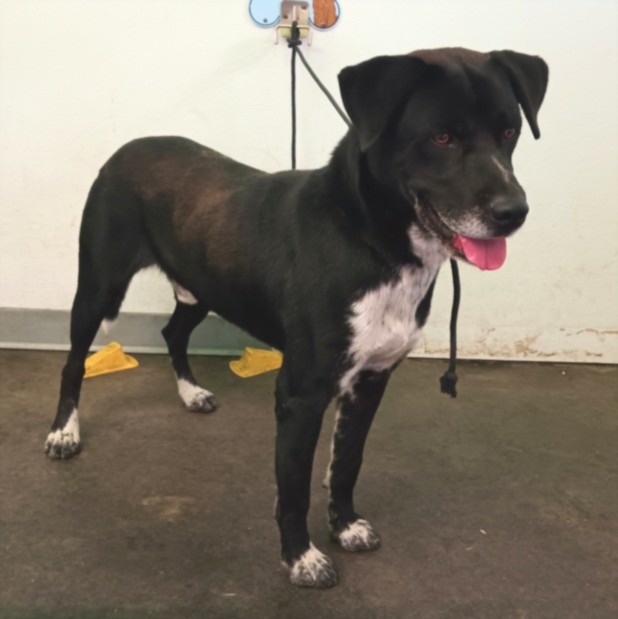 Shelter Stray Male Dog last seen , 1850 W 60th St, Los Angeles, CA 90047, USA